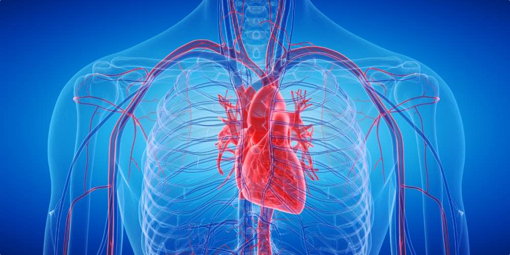 Image Of Heart Damage From The Long Term Physical Effects Of Alcohol Abuse