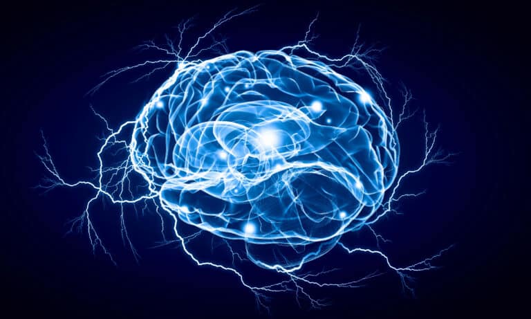 digital human brain