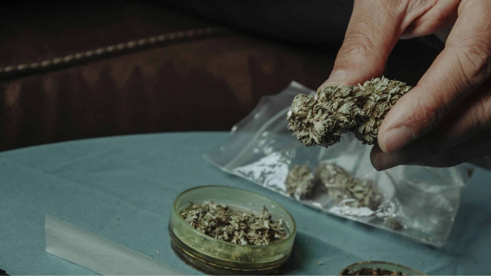 man with a cannabis bud in his hand