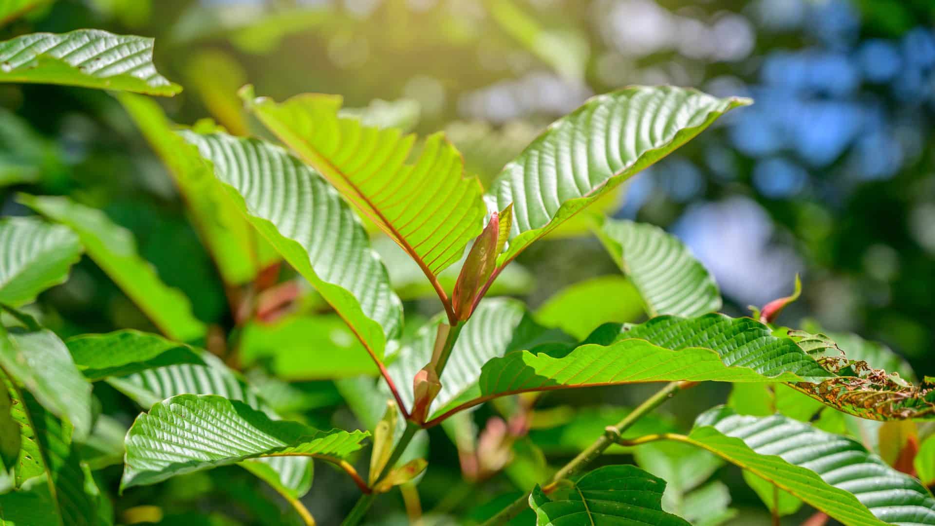Kratom green Is a type of drug